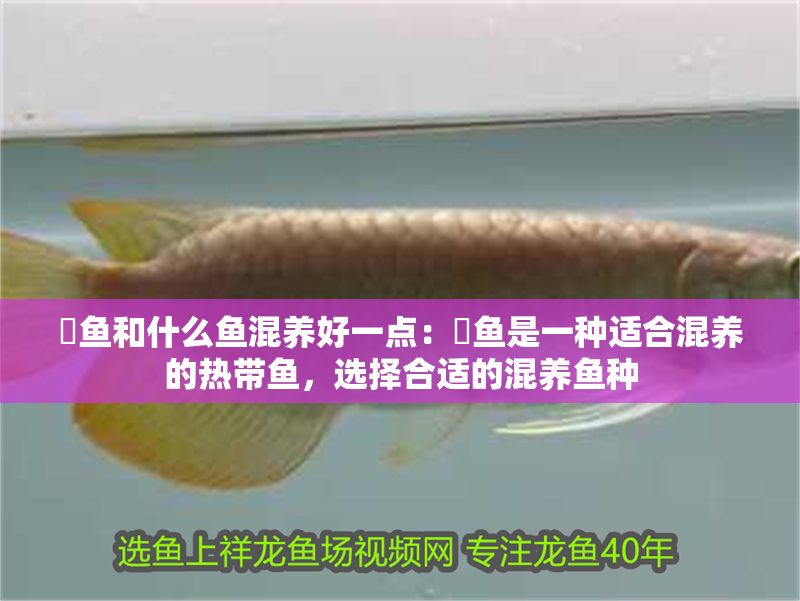 魟魚和什么魚混養好一點：魟魚是一種適合混養的熱帶魚，選擇合適的混養魚種