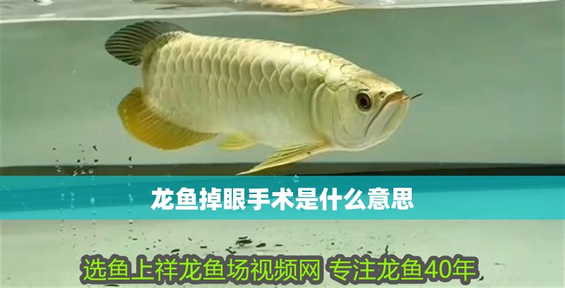 龍魚(yú)掉眼手術(shù)是什么意思