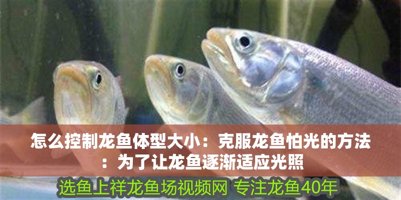 怎么控制龍魚體型大小：克服龍魚怕光的方法：為了讓龍魚逐漸適應(yīng)光照