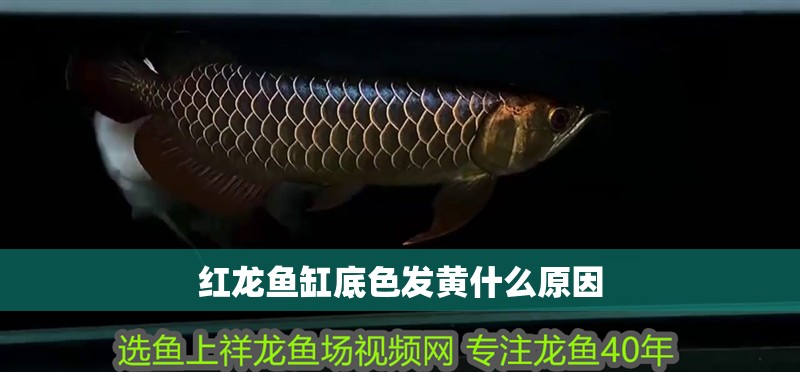紅龍魚缸底色發黃什么原因 紅龍魚缸底色發黃什么原因 龍魚百科 第1張