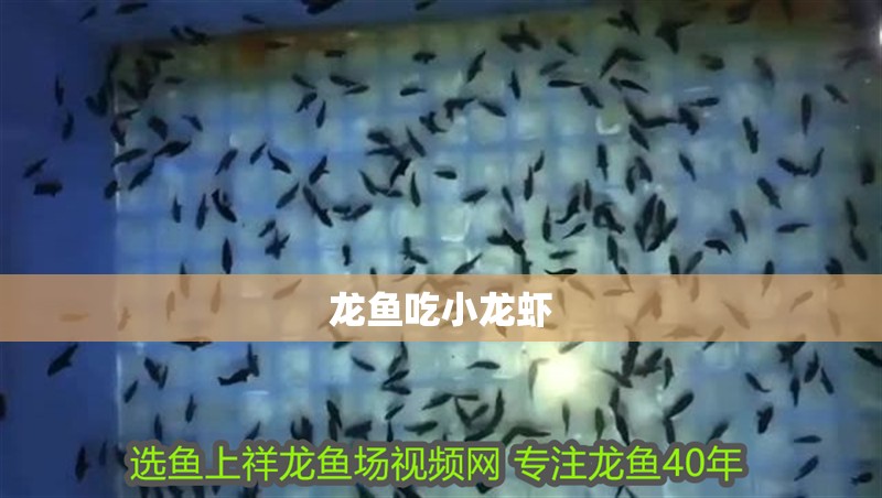 龍魚吃小龍蝦