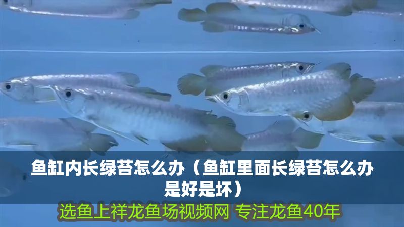 魚缸內長綠苔怎么辦（魚缸里面長綠苔怎么辦是好是壞）