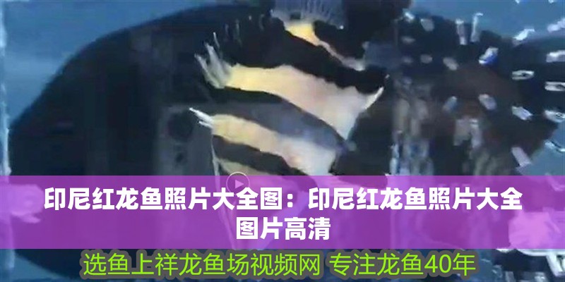 博特水泵設置喂食時間（博特水泵喂食模式時間可以調嗎）