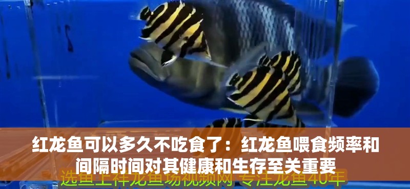 紅龍魚可以多久不吃食了：紅龍魚喂食頻率和間隔時間對其健康和生存至關重要
