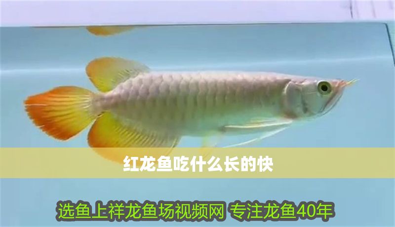 紅龍魚吃什么長的快
