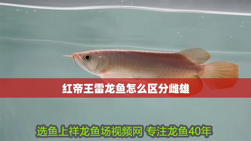 紅帝王雷龍魚怎么區(qū)分雌雄