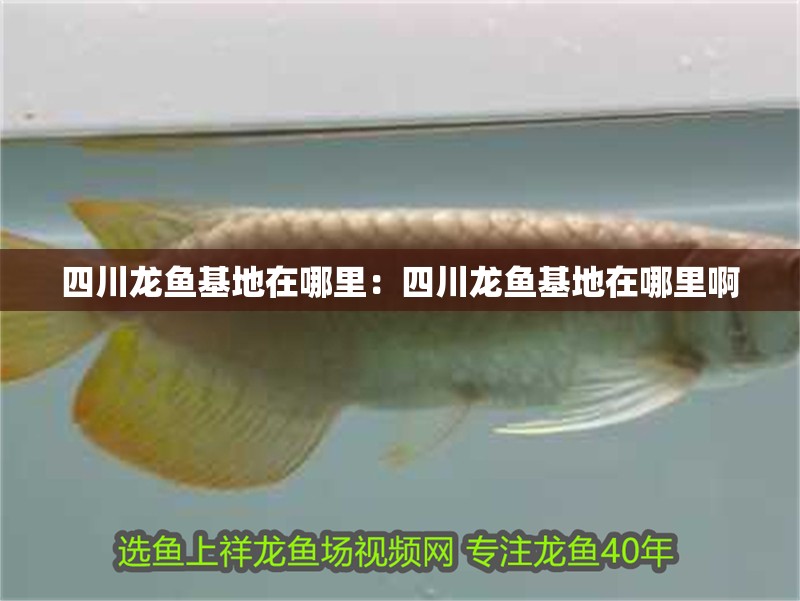 四川龍魚基地在哪里:四川龍魚基地在哪里啊 水族問答 四川龍魚基地在哪里:四川龍魚基地在哪里啊 四川龍魚基地在哪里:四川龍魚基地在哪里啊 水族問答