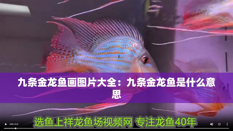 九條金龍魚畫圖片大全：九條金龍魚是什么意思