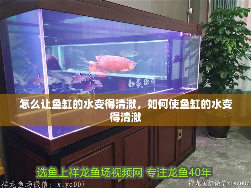 怎么讓魚缸的水變得清澈,如何使魚缸的水變得清澈 魚缸百科 第2張 怎么讓魚缸的水變得清澈,如何使魚缸的水變得清澈 怎么讓魚缸的水變得清澈,如何使魚缸的水變得清澈 魚缸百科 第2張