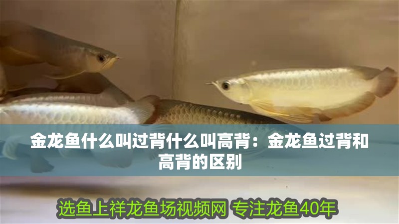 金龍魚什么叫過背什么叫高背：金龍魚過背和高背的區(qū)別