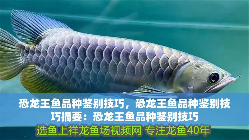 恐龍王魚品種鑒別技巧，恐龍王魚品種鑒別技巧摘要：恐龍王魚品種鑒別技巧