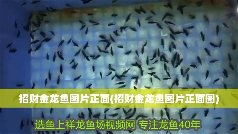 招財金龍魚圖片正面(招財金龍魚圖片正面圖)