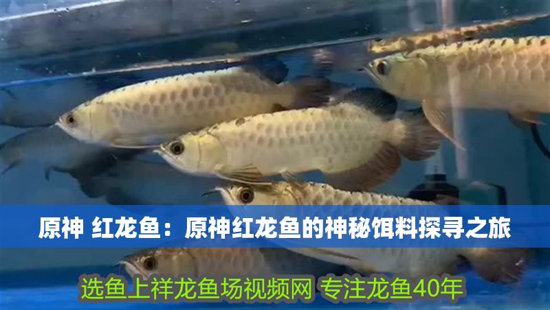 原神 紅龍魚：原神紅龍魚的神秘餌料探尋之旅