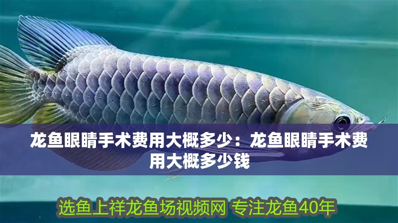 龍魚眼睛手術費用大概多少：龍魚眼睛手術費用大概多少錢 龍魚眼睛手術費用大概多少：龍魚眼睛手術費用大概多少錢 水族問答