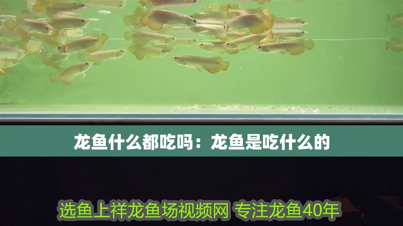 龍魚什么都吃嗎：龍魚是吃什么的 龍魚什么都吃嗎：龍魚是吃什么的 水族問答