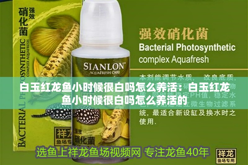 白玉紅龍魚(yú)小時(shí)候很白嗎怎么養(yǎng)活：白玉紅龍魚(yú)小時(shí)候很白嗎怎么養(yǎng)活的