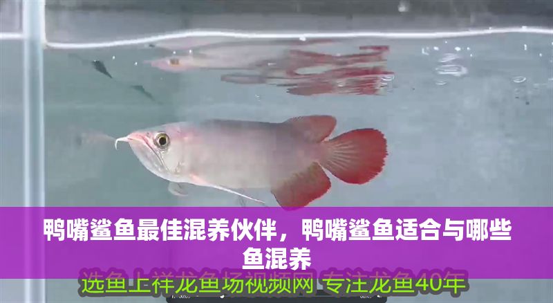 鴨嘴鯊魚最佳混養(yǎng)伙伴，鴨嘴鯊魚適合與哪些魚混養(yǎng) 鴨嘴鯊魚最佳混養(yǎng)伙伴，鴨嘴鯊魚適合與哪些魚混養(yǎng) 虎魚百科 第2張