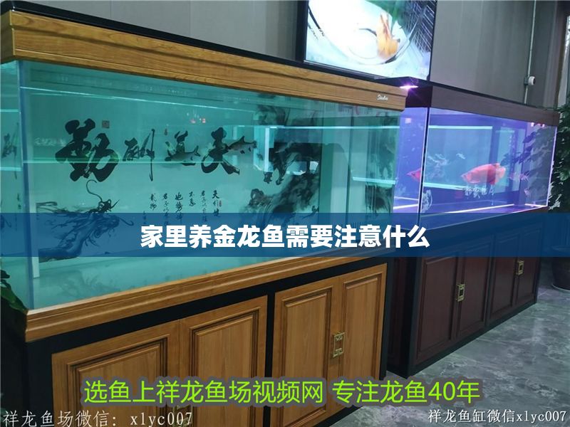 家里養(yǎng)金龍魚需要注意什么 家里養(yǎng)金龍魚需要注意什么 龍魚百科 第2張