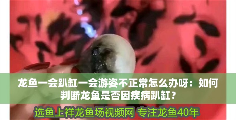 龍魚一會趴缸一會游姿不正常怎么辦呀：如何判斷龍魚是否因疾病趴缸？