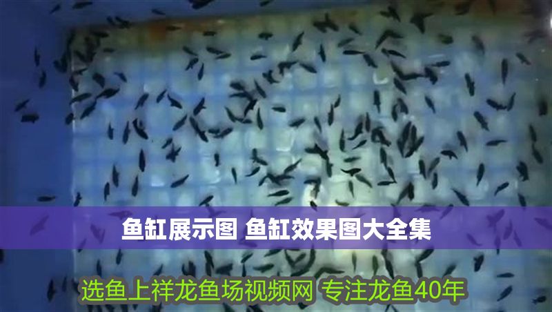 魚缸展示圖 魚缸效果圖大全集