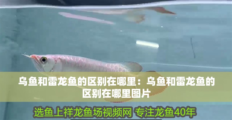 烏魚和雷龍魚的區(qū)別在哪里：烏魚和雷龍魚的區(qū)別在哪里圖片