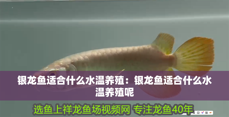 銀龍魚適合什么水溫養殖：銀龍魚適合什么水溫養殖呢 銀龍魚適合什么水溫養殖：銀龍魚適合什么水溫養殖呢 水族問答