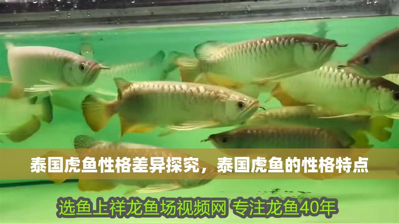 泰國虎魚性格差異探究，泰國虎魚的性格特點