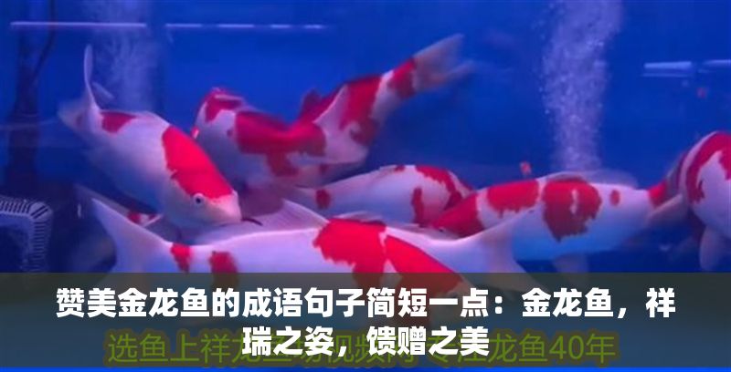 贊美金龍魚的成語句子簡短一點(diǎn)：金龍魚，祥瑞之姿，饋贈(zèng)之美