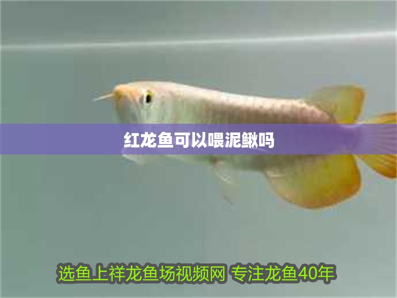 紅龍魚可以喂泥鰍嗎