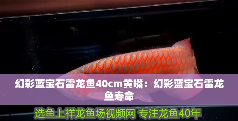 幻彩藍寶石雷龍魚40cm黃嘴：幻彩藍寶石雷龍魚壽命