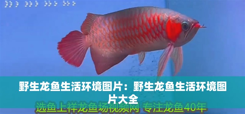 野生龍魚生活環(huán)境圖片：野生龍魚生活環(huán)境圖片大全 野生龍魚生活環(huán)境圖片：野生龍魚生活環(huán)境圖片大全 水族問答