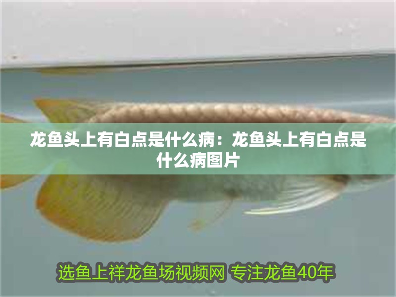 龍魚頭上有白點是什么病：龍魚頭上有白點是什么病圖片