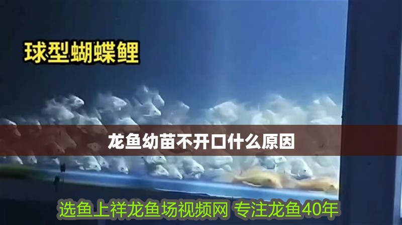 龍魚幼苗不開口什么原因