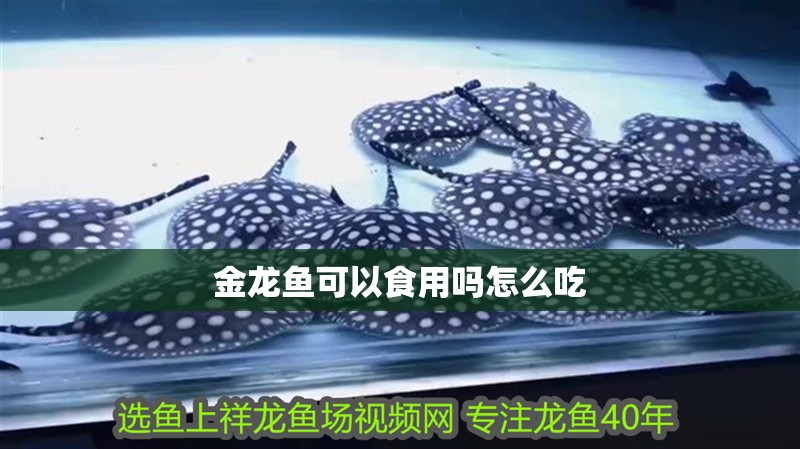 金龍魚可以食用嗎怎么吃
