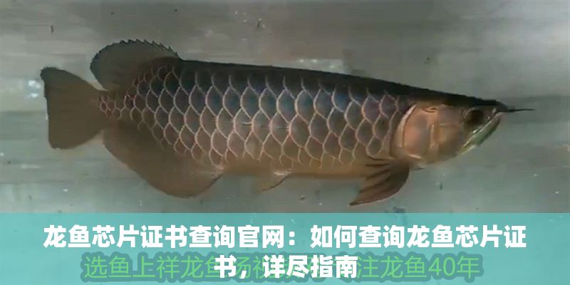 龍魚芯片證書查詢官網：如何查詢龍魚芯片證書，詳盡指南