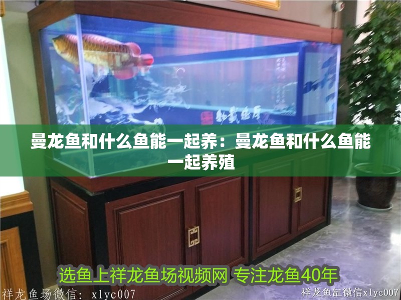 曼龍魚和什么魚能一起養：曼龍魚和什么魚能一起養殖
