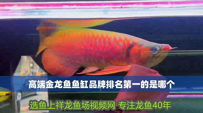 高端金龍魚魚缸品牌排名第一的是哪個 魚缸百科 第1張 高端金龍魚魚缸品牌排名第一的是哪個 高端金龍魚魚缸品牌排名第一的是哪個 魚缸百科 第1張