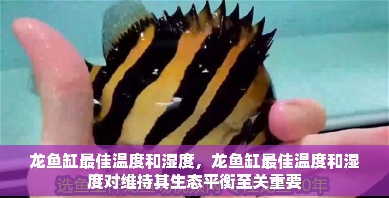 龍魚缸最佳溫度和濕度，龍魚缸最佳溫度和濕度對維持其生態平衡至關重要