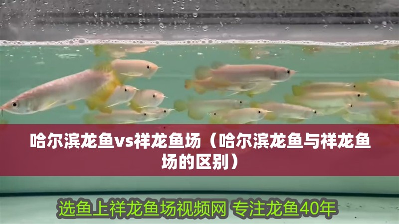 哈爾濱龍魚vs祥龍魚場（哈爾濱龍魚與祥龍魚場的區別）