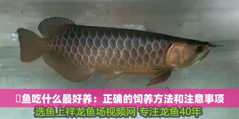 魟魚吃什么最好養：正確的飼養方法和注意事項