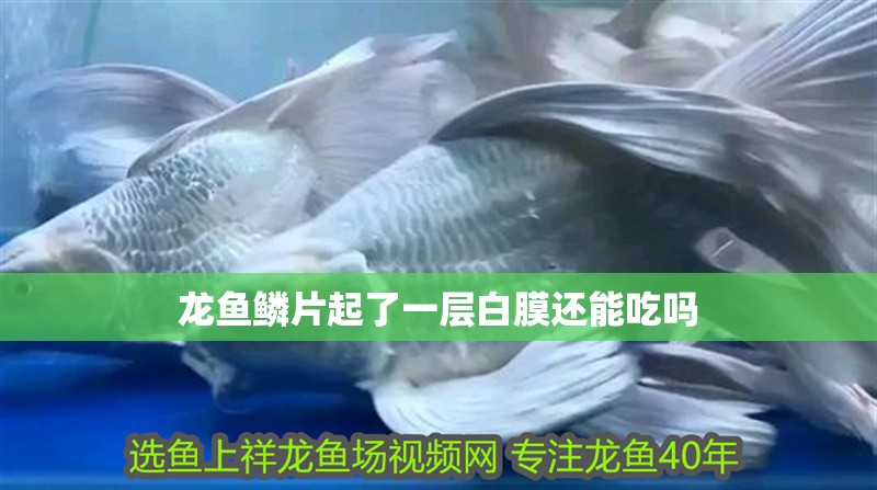 龍魚鱗片起了一層白膜還能吃嗎 龍魚鱗片起了一層白膜還能吃嗎 龍魚百科 第2張