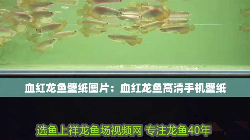 亞克力材質魚缸怎么樣