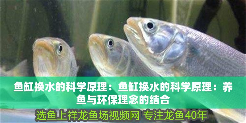 魚(yú)缸換水的科學(xué)原理：魚(yú)缸換水的科學(xué)原理：養(yǎng)魚(yú)與環(huán)保理念的結(jié)合