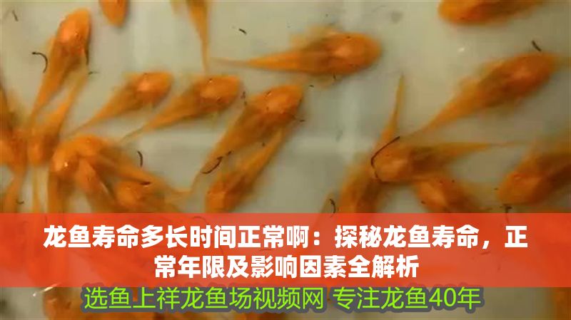 龍魚壽命多長時間正常啊：探秘龍魚壽命，正常年限及影響因素全解析