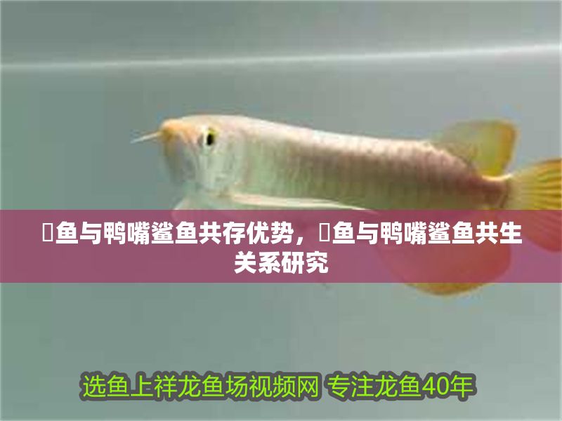 魟魚與鴨嘴鯊魚共存優(yōu)勢(shì)，魟魚與鴨嘴鯊魚共生關(guān)系研究