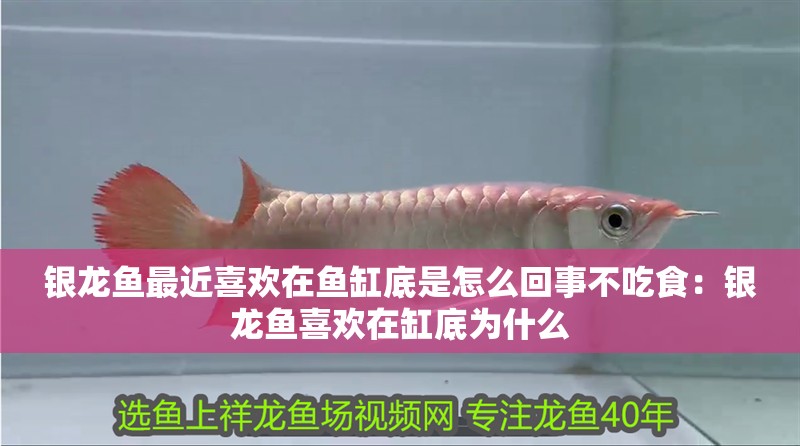 銀龍魚最近喜歡在魚缸底是怎么回事不吃食：銀龍魚喜歡在缸底為什么 銀龍魚最近喜歡在魚缸底是怎么回事不吃食：銀龍魚喜歡在缸底為什么 水族問答