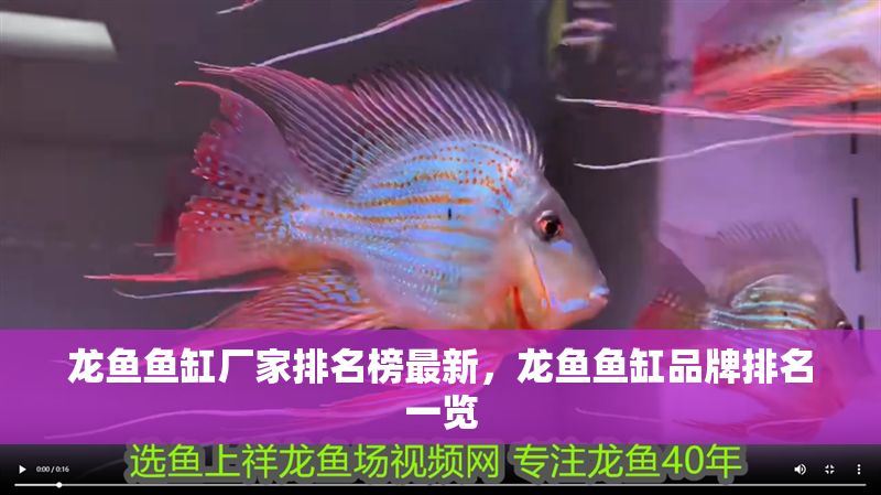 龍魚魚缸廠家排名榜最新，龍魚魚缸品牌排名一覽