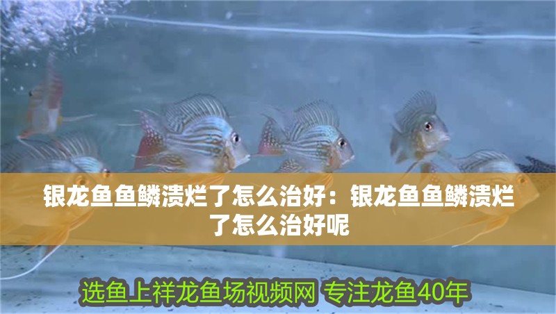 銀龍魚魚鱗潰爛了怎么治好：銀龍魚魚鱗潰爛了怎么治好呢