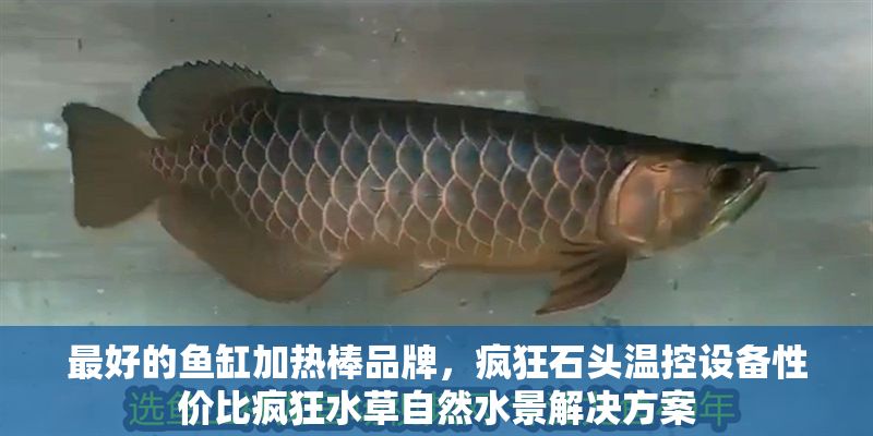 最好的魚缸加熱棒品牌，瘋狂石頭溫控設(shè)備性價比瘋狂水草自然水景解決方案