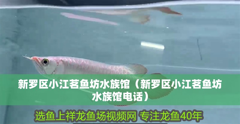 新羅區小江茗魚坊水族館（新羅區小江茗魚坊水族館電話）